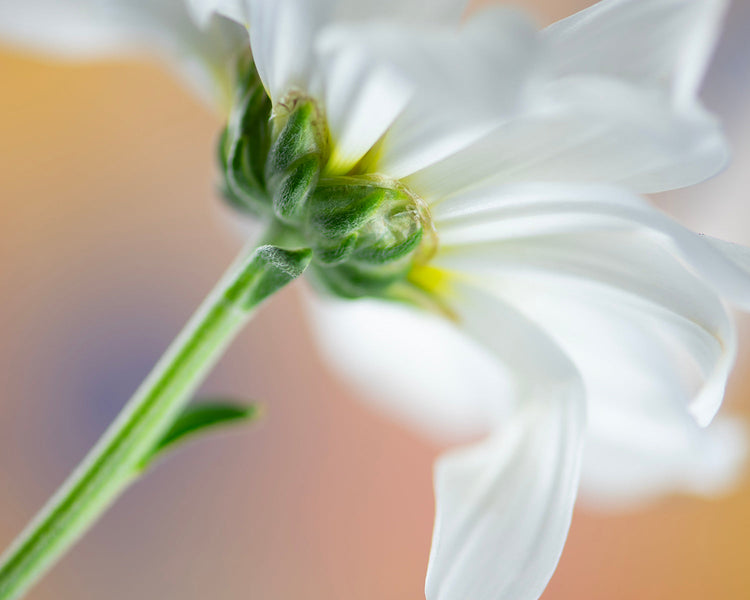 Cass Walsh Art Photographic Prints