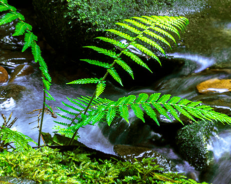 "Happy Fern and Water" - Original Australian PanoScape Fine Art Photograph