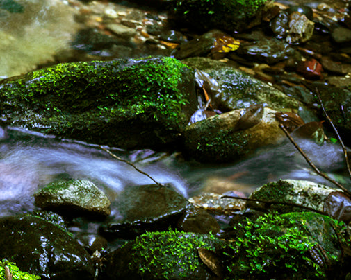 "Happy Fern and Water" - Original Australian PanoScape Fine Art Photograph
