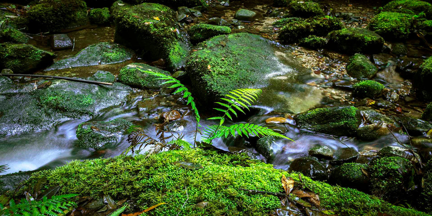 "Happy Fern and Water" - Original Australian PanoScape Fine Art Photograph