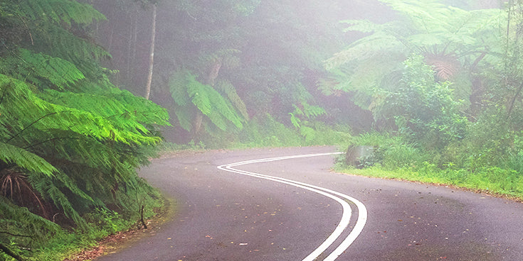 "Misty Road on Mt Wilson" - Original Australian PanoScape Fine Art Photograph