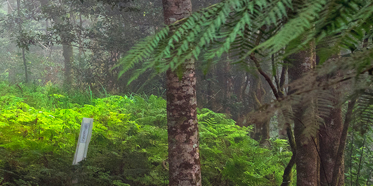 "Misty Road on Mt Wilson" - Original Australian PanoScape Fine Art Photograph