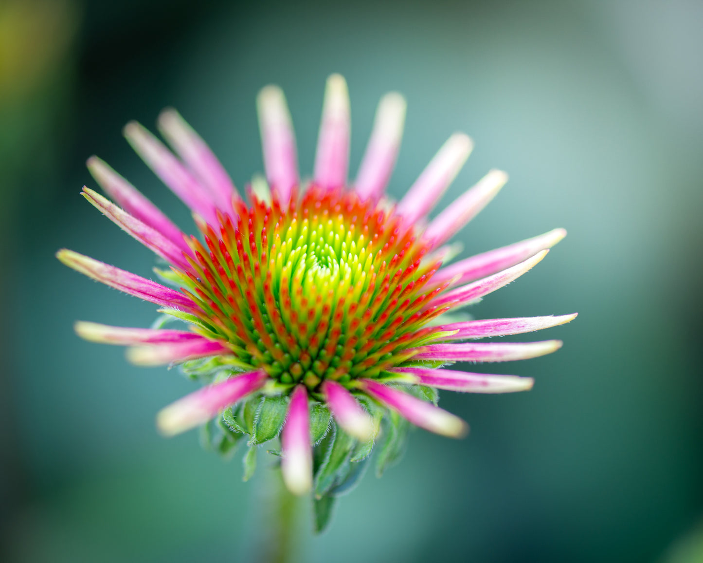 Nature's Fireworks