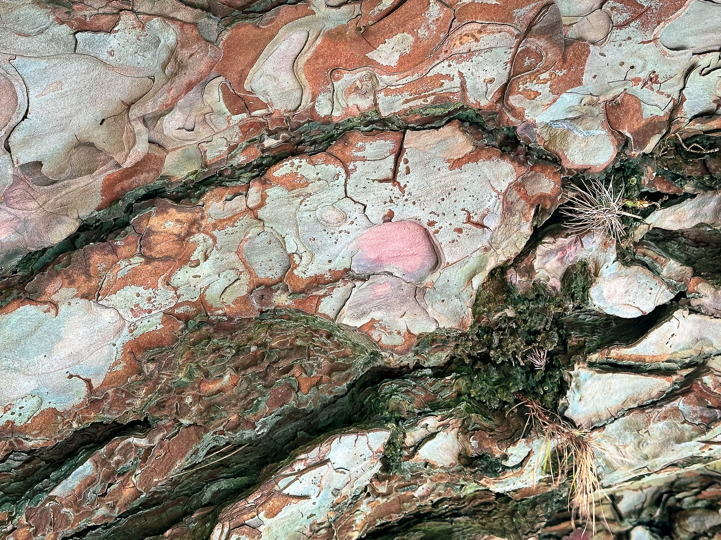 Pine Bark Tapestry