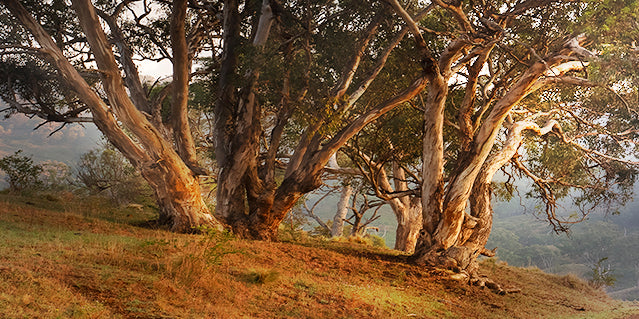 "Sunrise Country Drive" - Original Australian PanoScape Fine Art Photograph