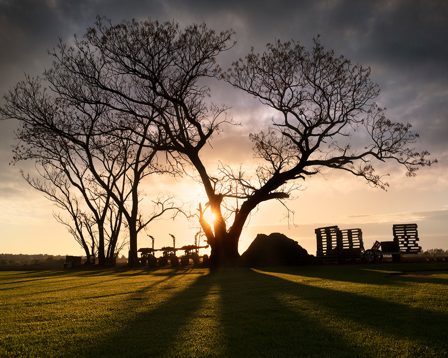 "Sunrise Tree" - Original Australian Fine Art Photograph