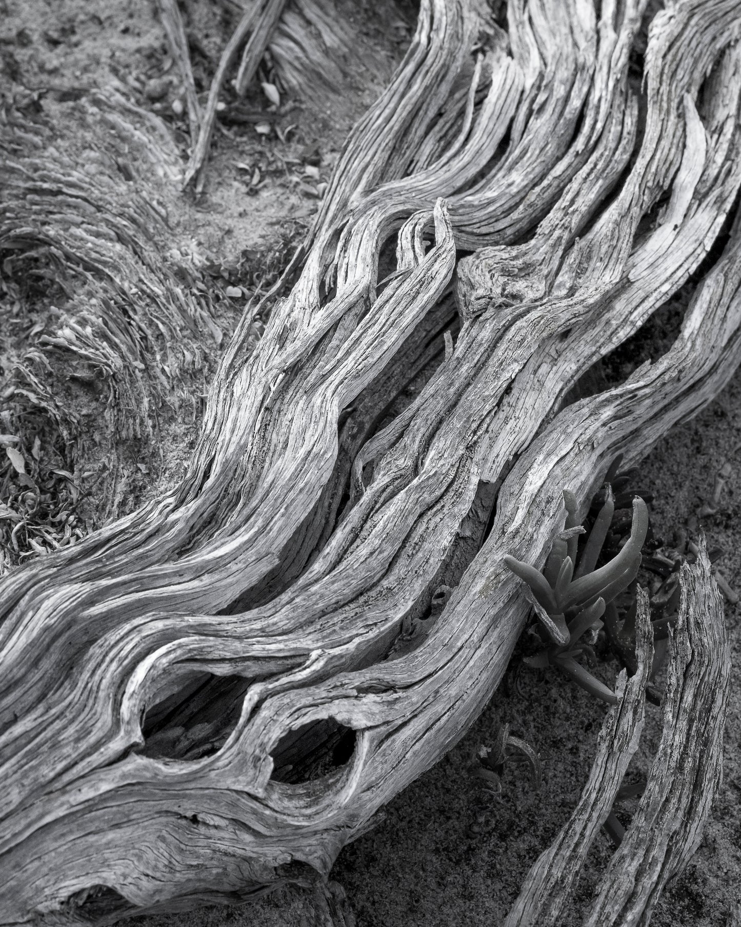 Weathered Curves