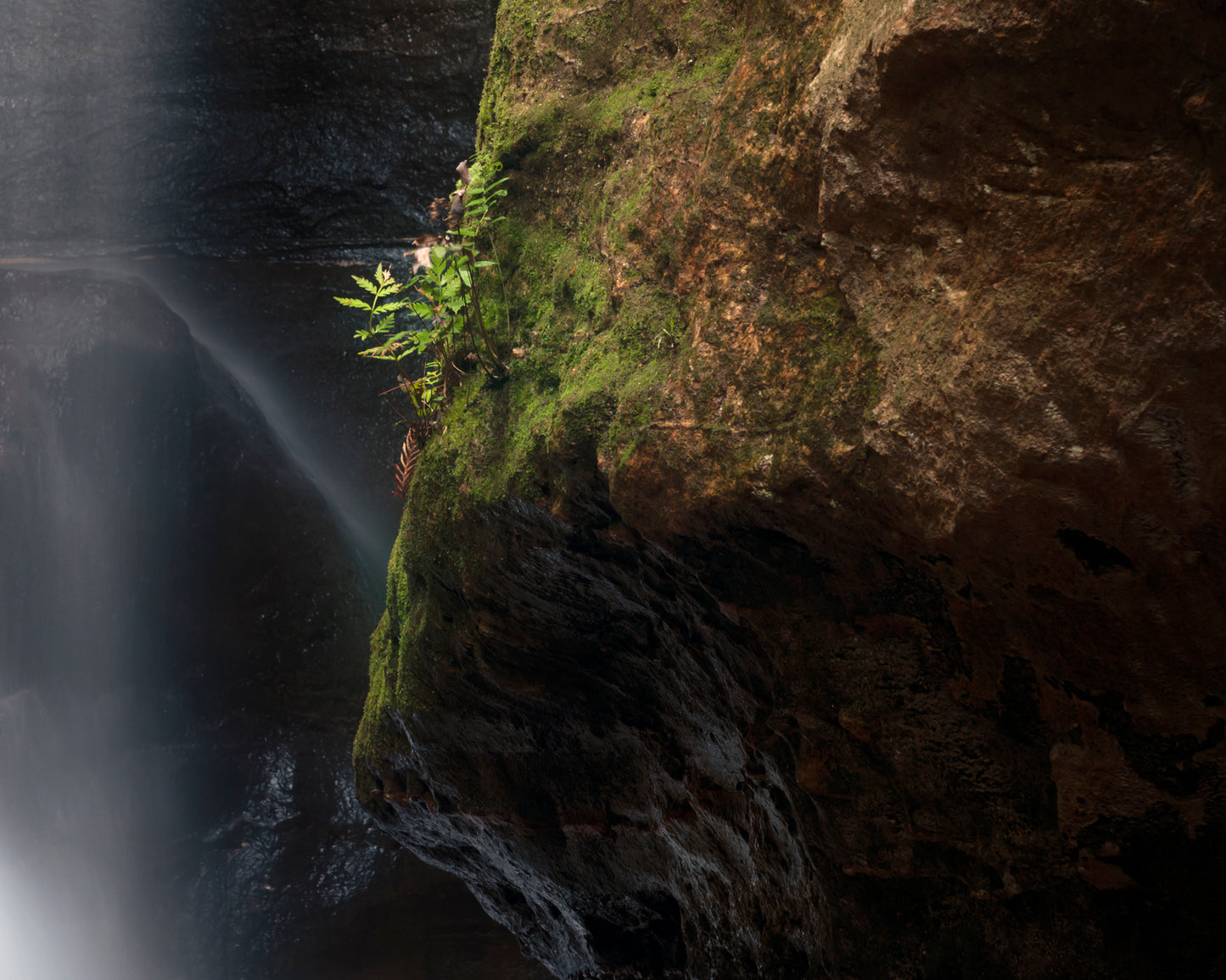 "Light Brings Life" - Original Australian Fine Art Photograph