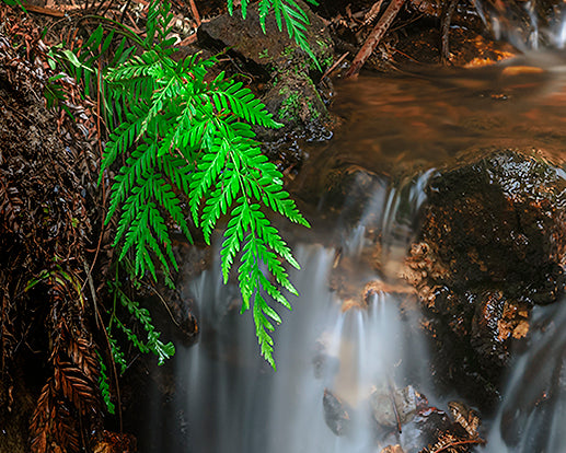 "Tiny Falls" - Original Australian Fine Art Photograph