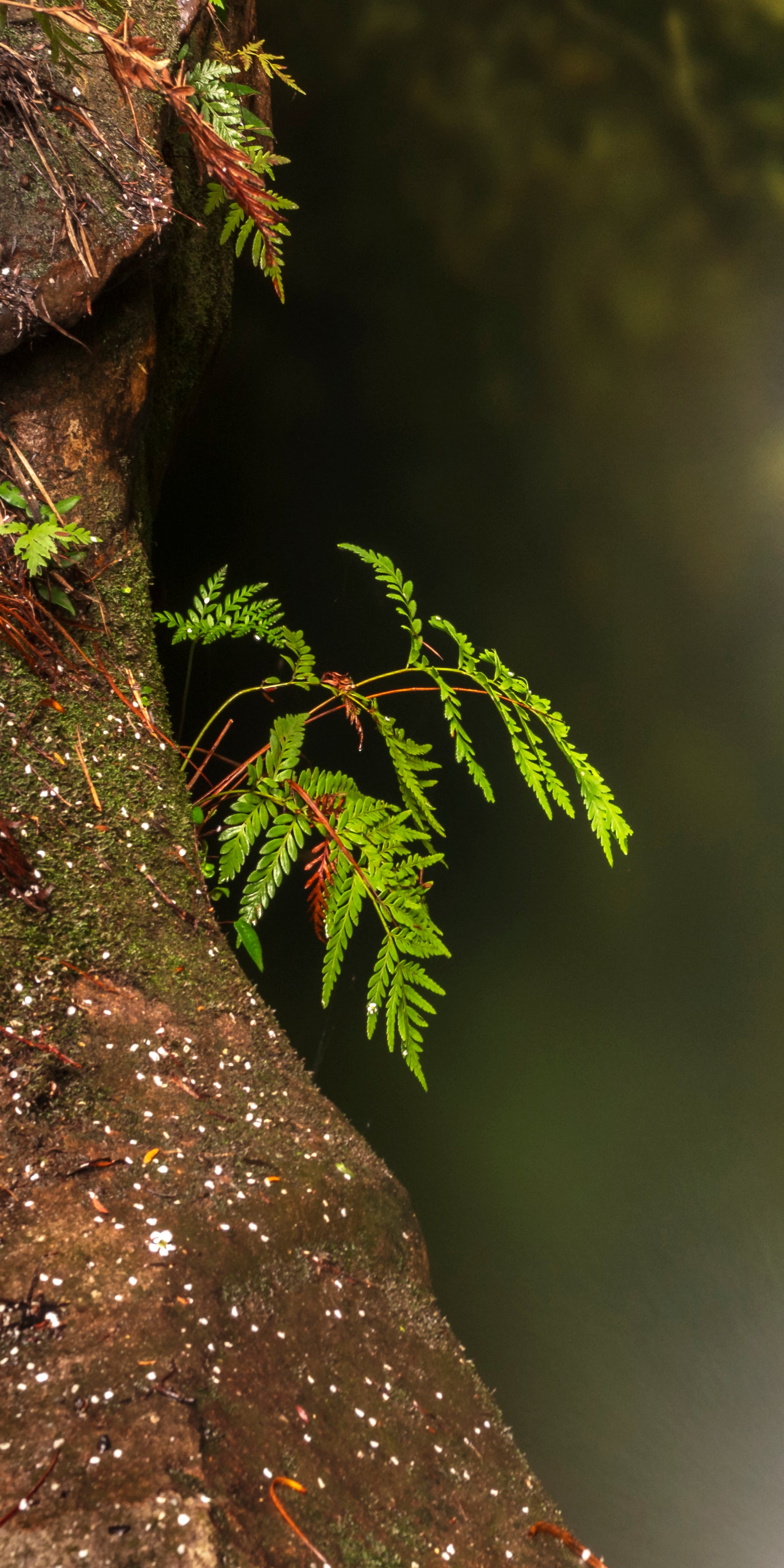Dalpura Serenity Pool