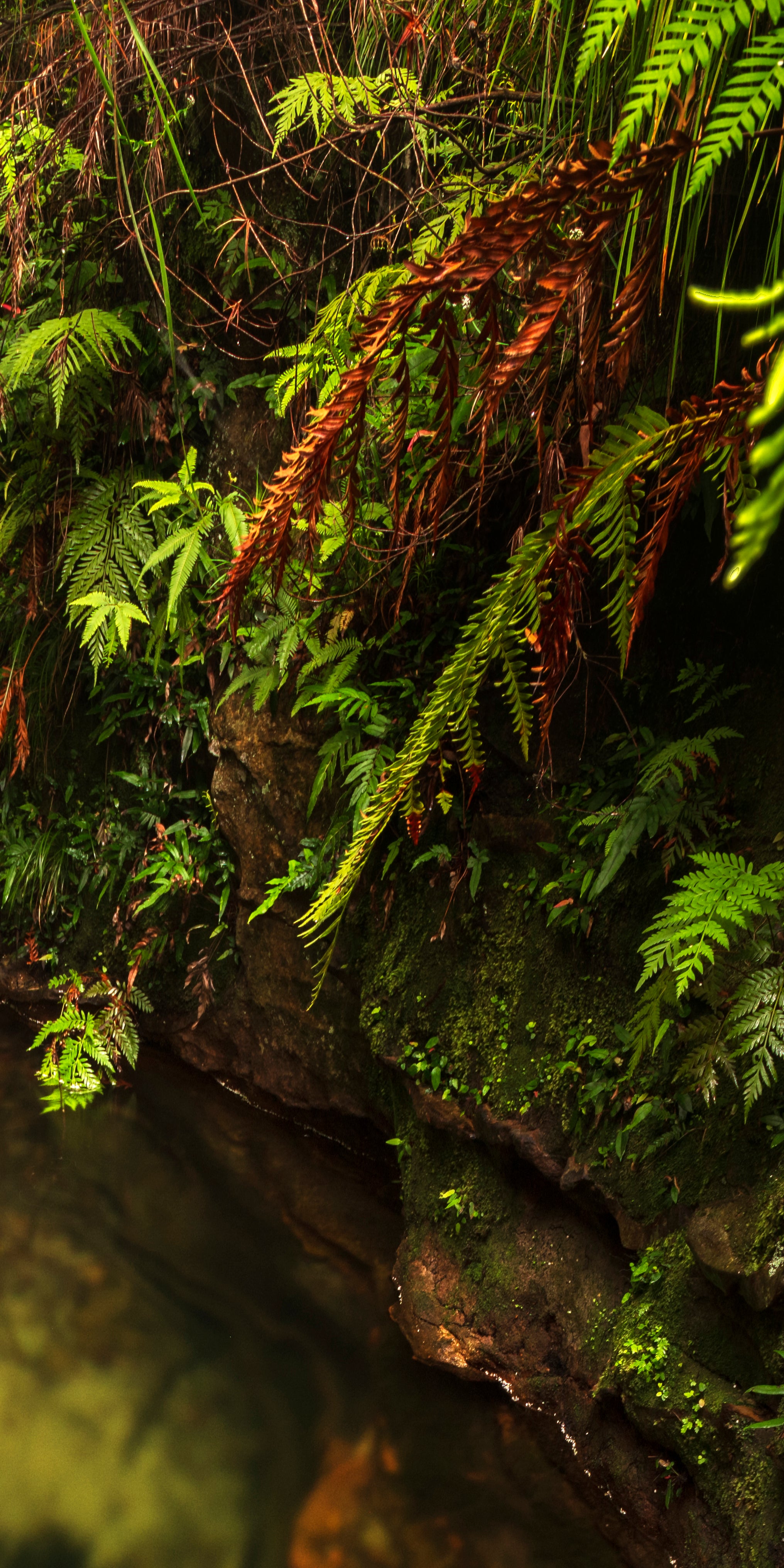 Dalpura Serenity Pool