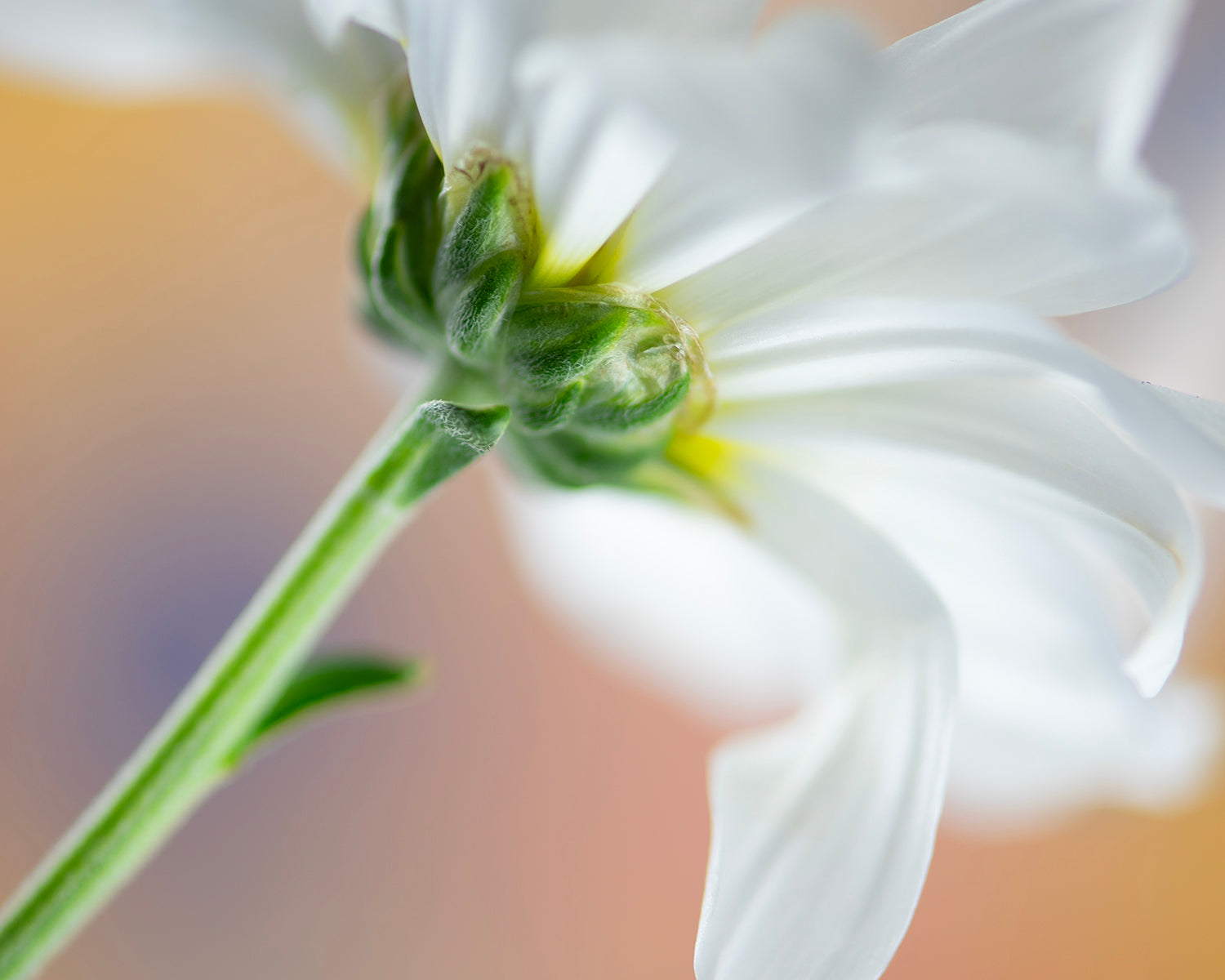 Delicate Perspective