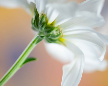 Delicate Perspective