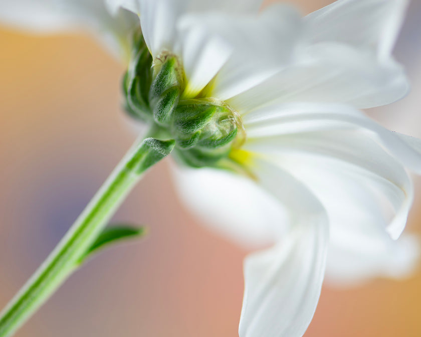 Delicate Perspective