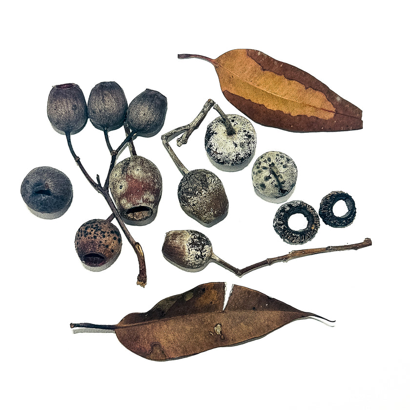 Found Along the Path