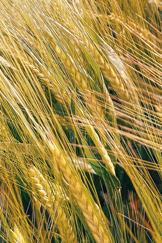 Golden Drift