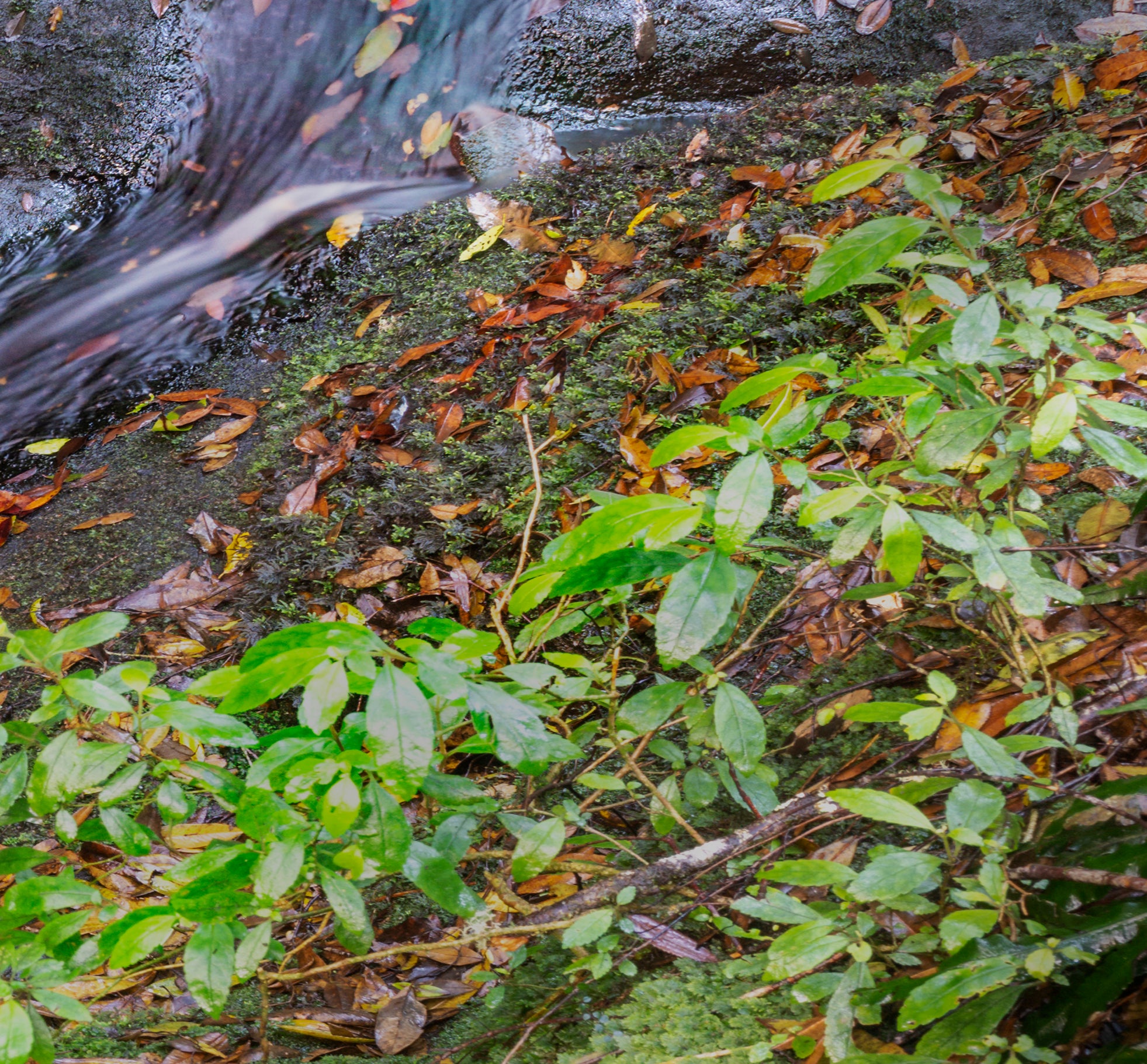 Hidden Gem - Limited Edition