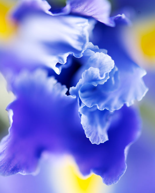 Midsummer's Bloom