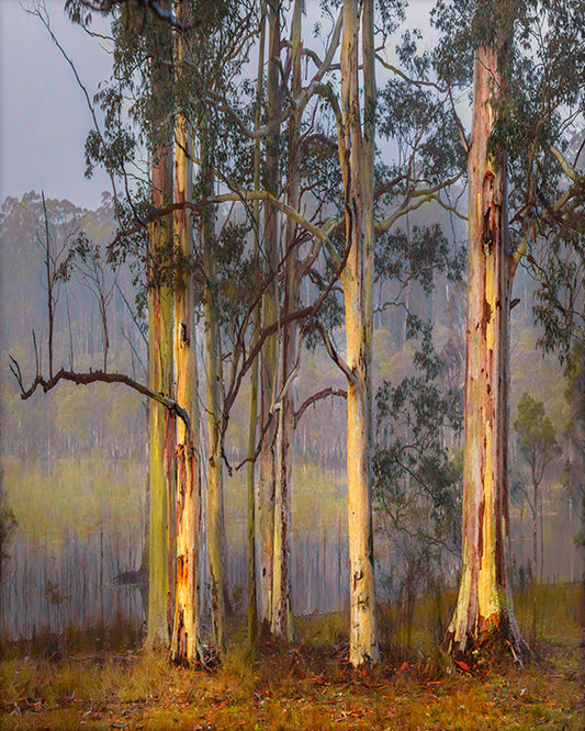 "Painterly Mist Trees" - Original Australian Fine Art Photograph