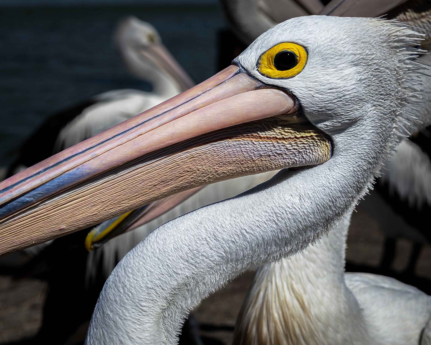 Pelican Profile