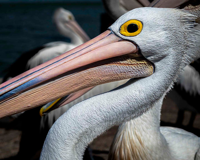 Pelican Profile