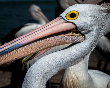 Pelican Profile