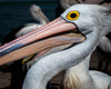 Pelican Profile