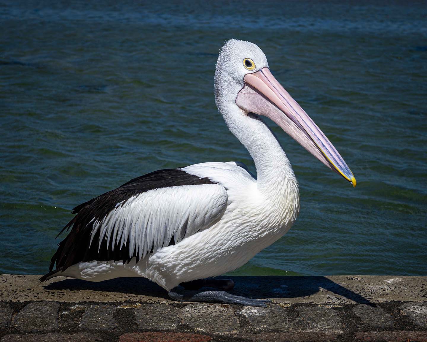 Pelican Time