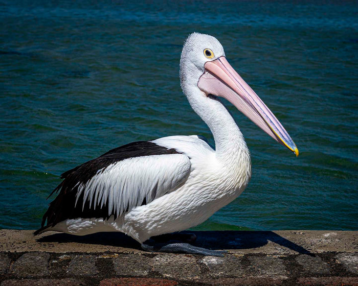 Pelican Time
