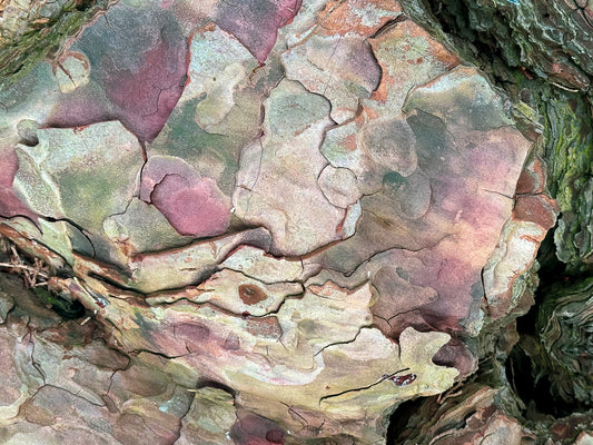 Pine Bark Mosaic