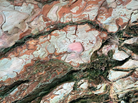 Pine Bark Tapestry