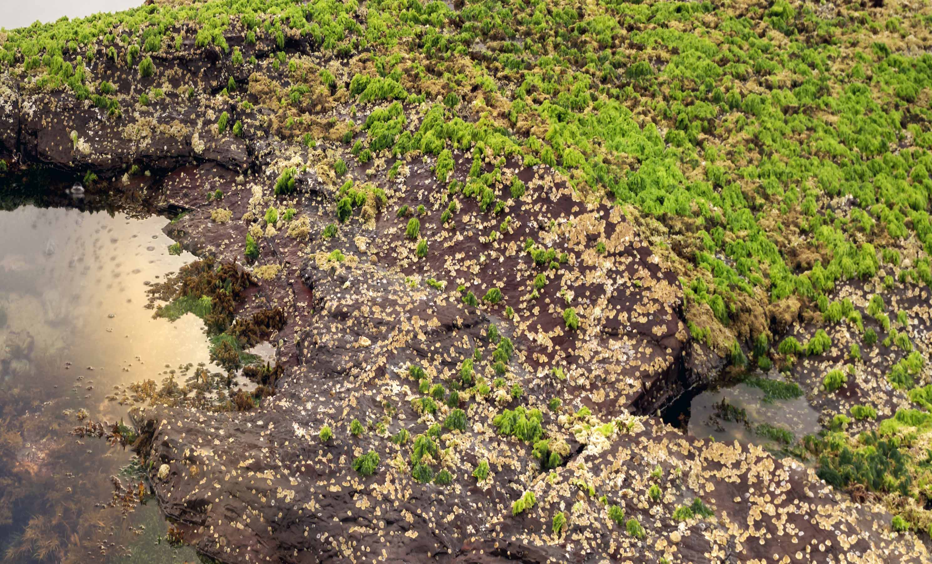 Reflective Pool - Limited Edition