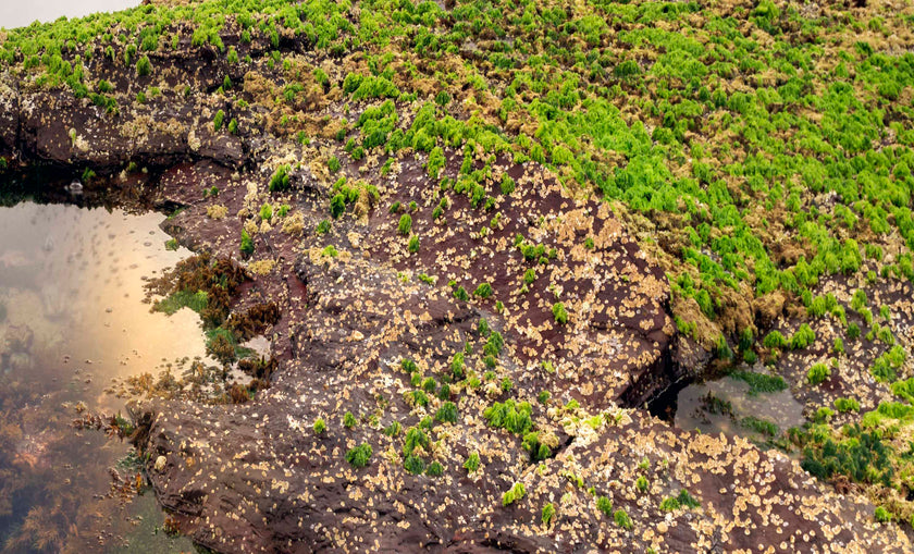 Reflective Pool - Limited Edition