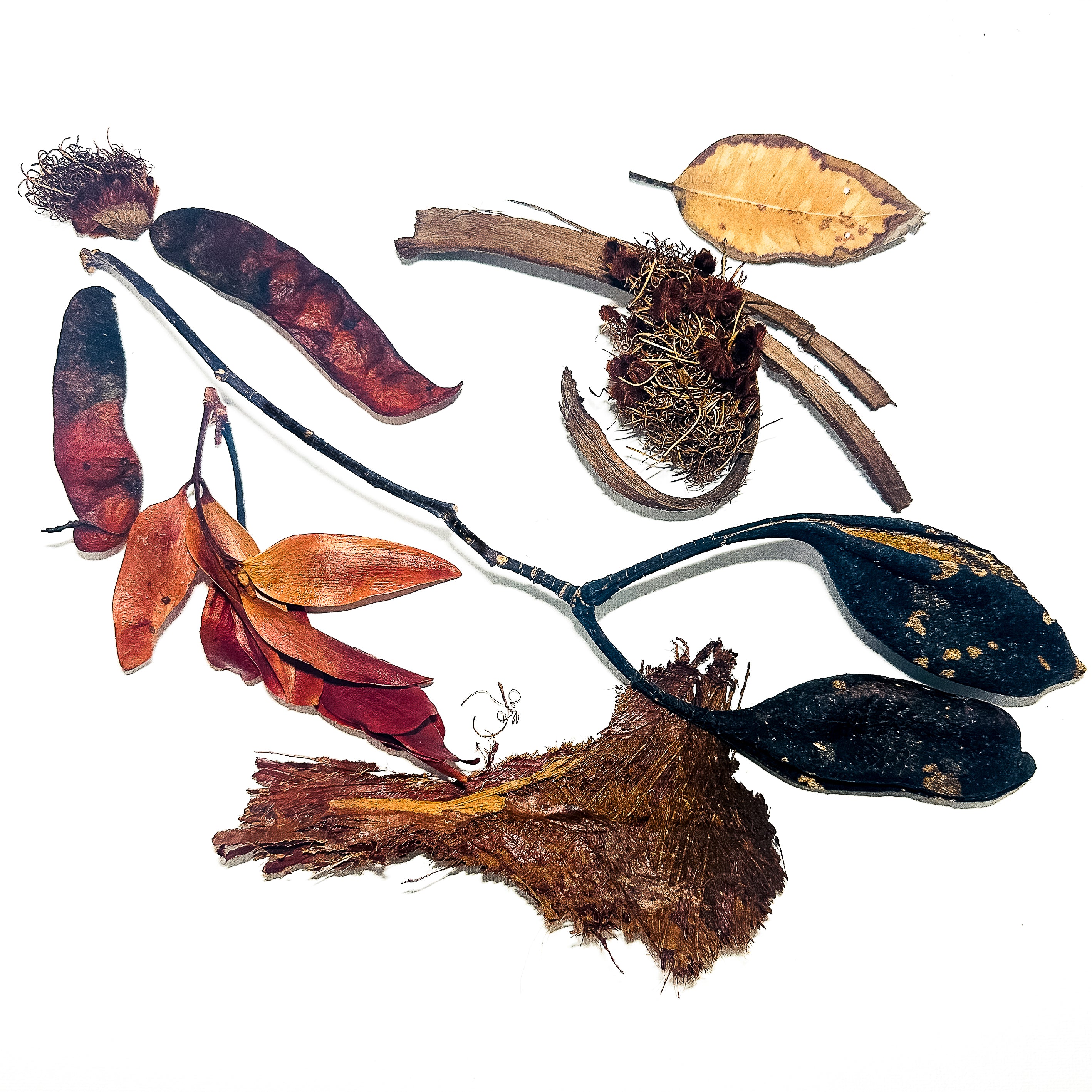 Still Life, Wild Heart