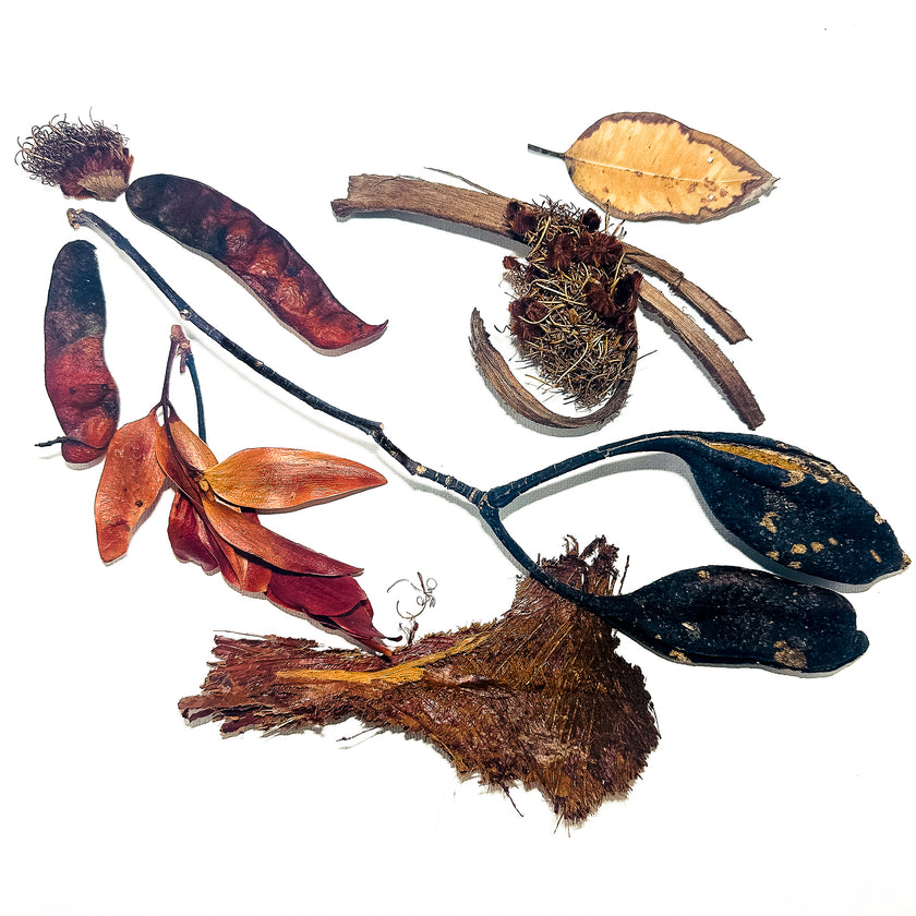 Still Life, Wild Heart