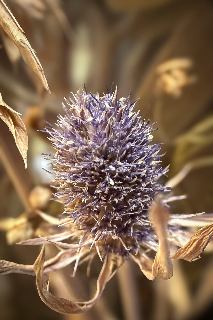 Through the Looking Glass #1