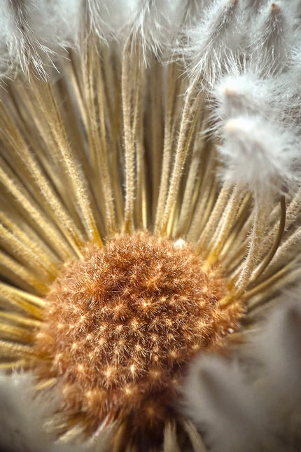 Through the Looking Glass #2