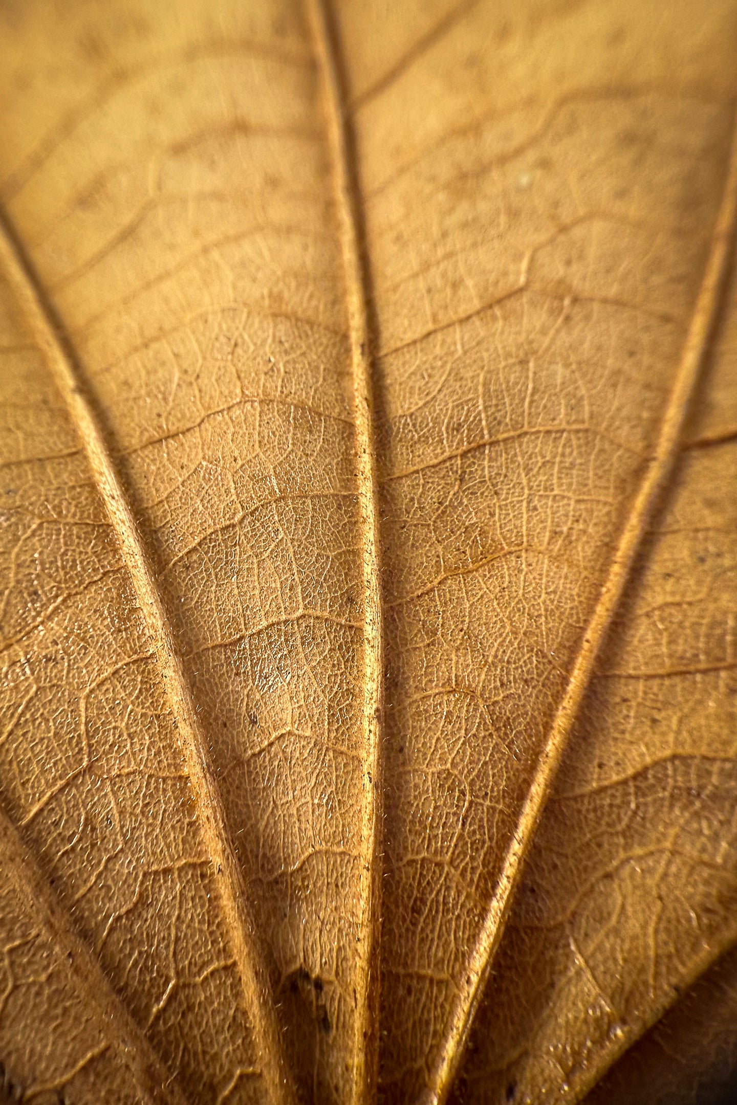 Through the Looking Glass #3