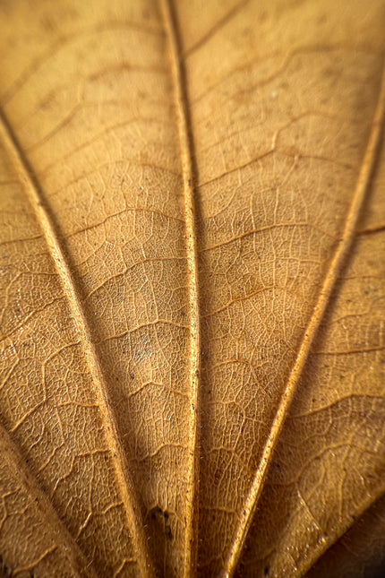 Through the Looking Glass #3