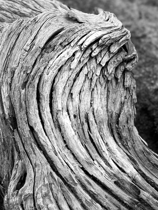 Weathered Angelwing