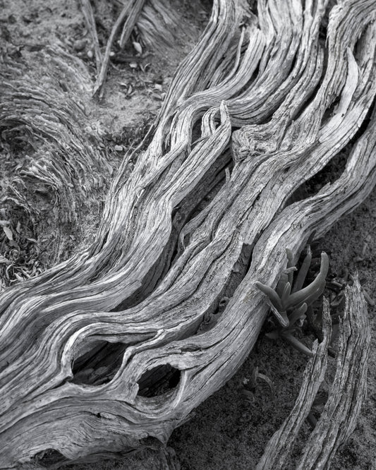 Weathered Curves