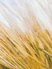 Whispers of the Meadow