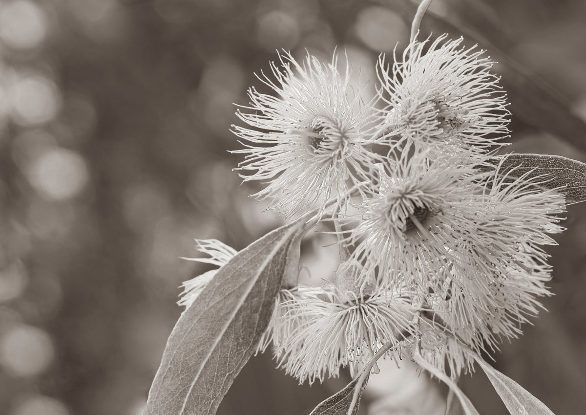 Bloom by Cass Walsh — fine art photographic print