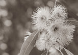 Bloom by Cass Walsh — fine art photographic print