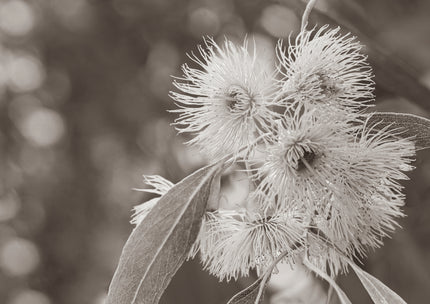 Bloom by Cass Walsh — fine art photographic print