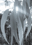 Clarity by Cass Walsh — fine art photographic print