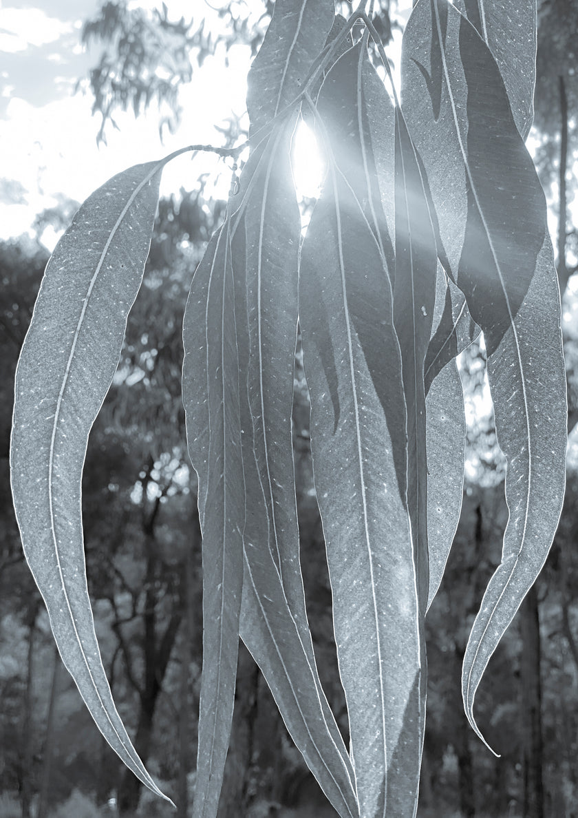 Clarity by Cass Walsh — fine art photographic print