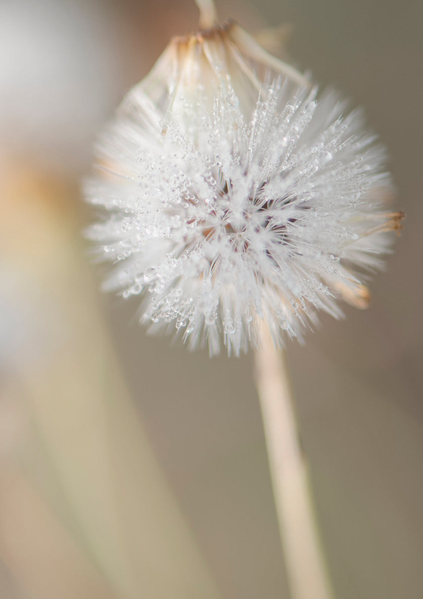 Exhale botanical notebook by Cass Walsh — The Art of Noticing