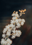 Fleeting botanical notebook by Cass Walsh — The Art of Noticing