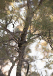 Glimpse by Cass Walsh — fine art photographic print